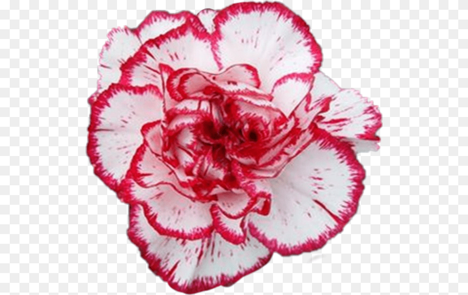 Carnation Flower Carnation, Plant, Rose Png Image
