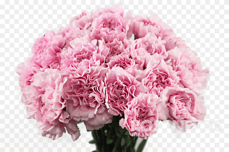 Carnation Flower Carnation Flower Carnation Flower In, Plant, Rose Free Png