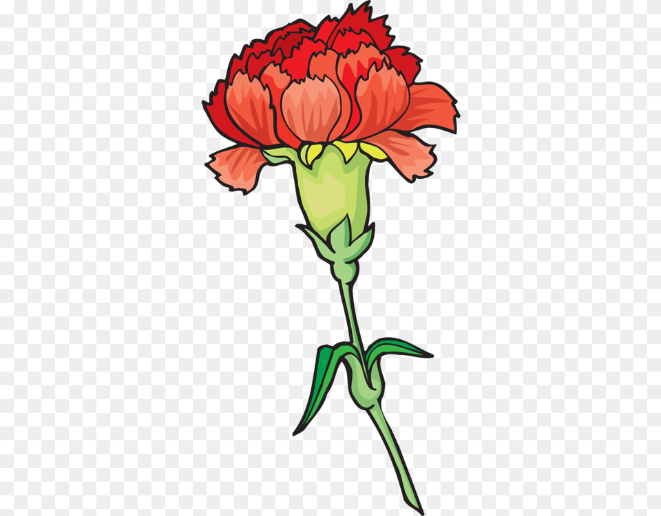 Carnation Flower Clip Art, Plant, Person Free Png Download