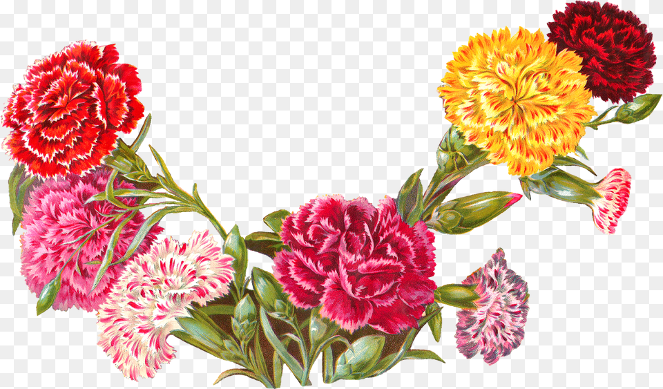 Carnation Flower Clip Freeuse Carnations Clip Art, Plant, Rose, Animal, Fish Free Png Download