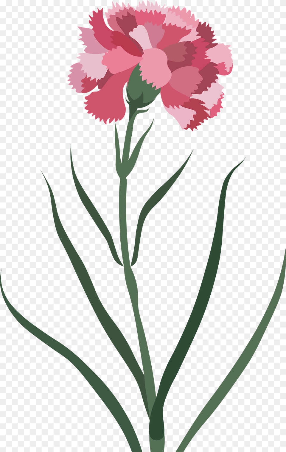 Carnation Flower Clipart, Plant Png Image