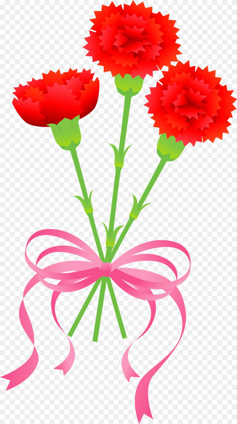 Carnation Flower Clipart, Plant Free Transparent Png