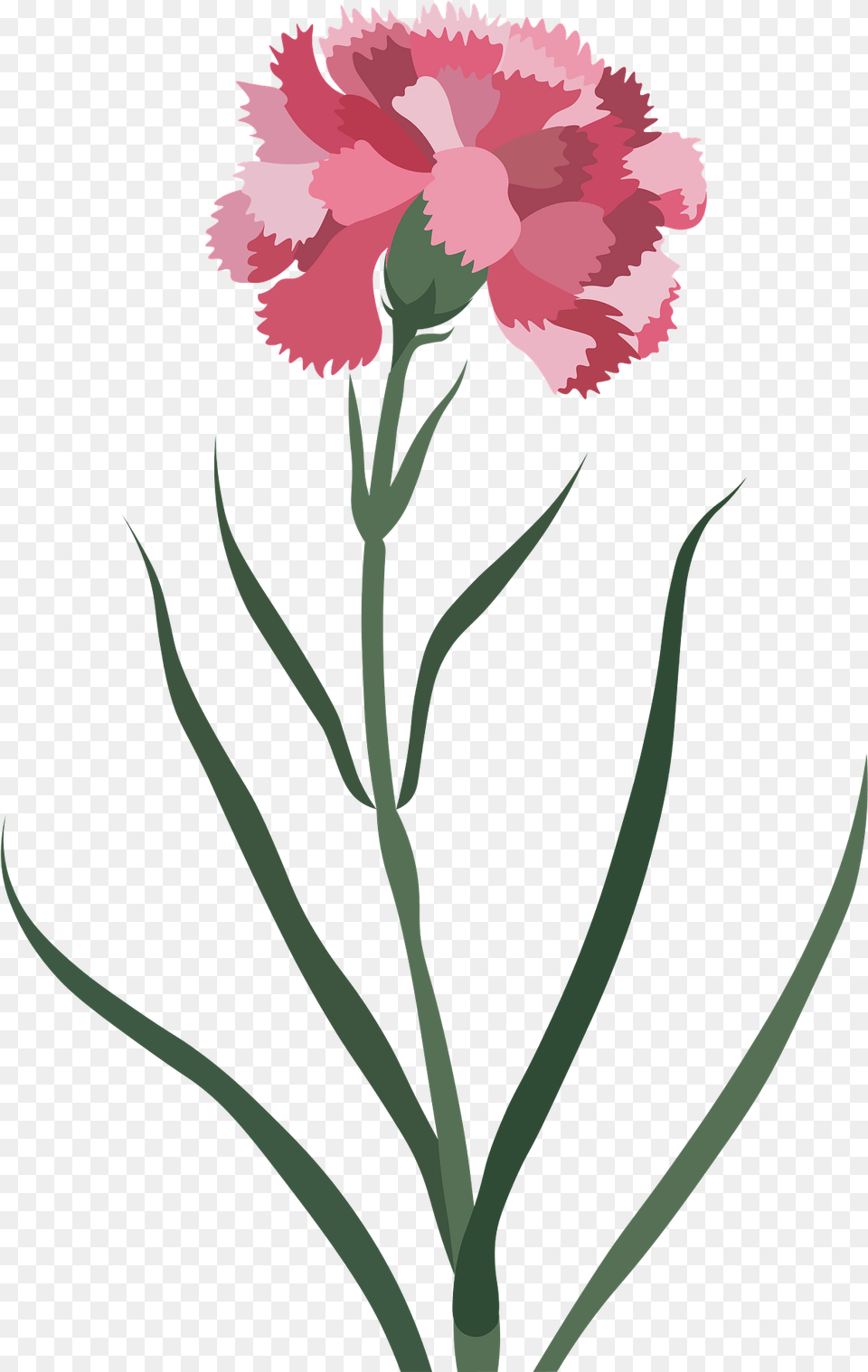 Carnation Flower Clipart Lovely, Plant, Rose Png Image