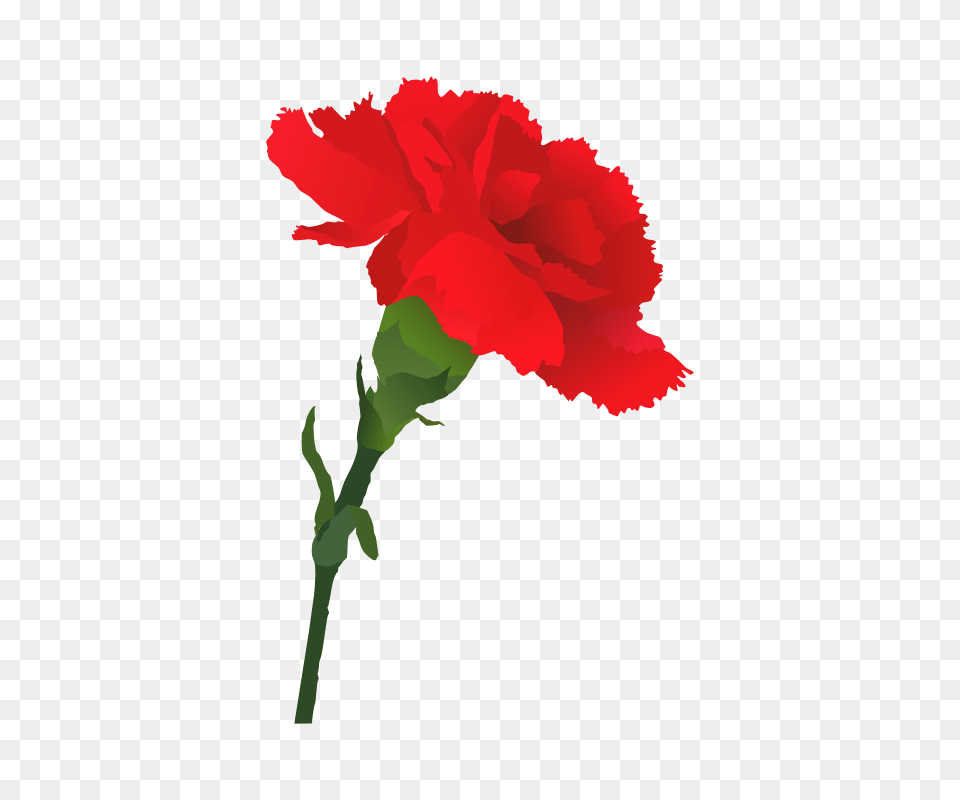 Carnation Flower Cliparts, Plant, Rose, Person Png