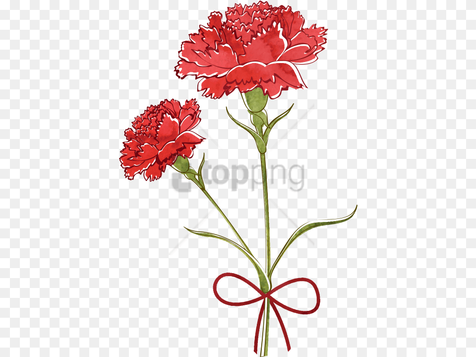 Carnation Flower Drawing Carnation Flower Drawing, Plant Free Png