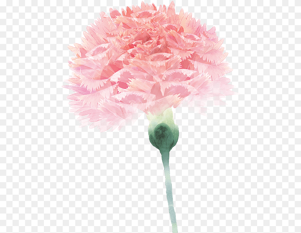 Carnation Flower Floral Design Pink For Mothers Day 571x741 Dia Das Mes Fisioterapia, Plant Free Png Download