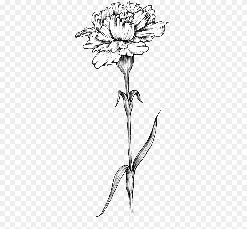 Carnation Flower Tattoo Carnation Flower Tattoo Design, Art, Drawing, Plant, Daisy Png