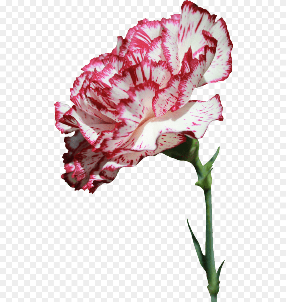 Carnation Flower Transparent Images Carnation Flower Transparent, Plant, Rose Free Png Download