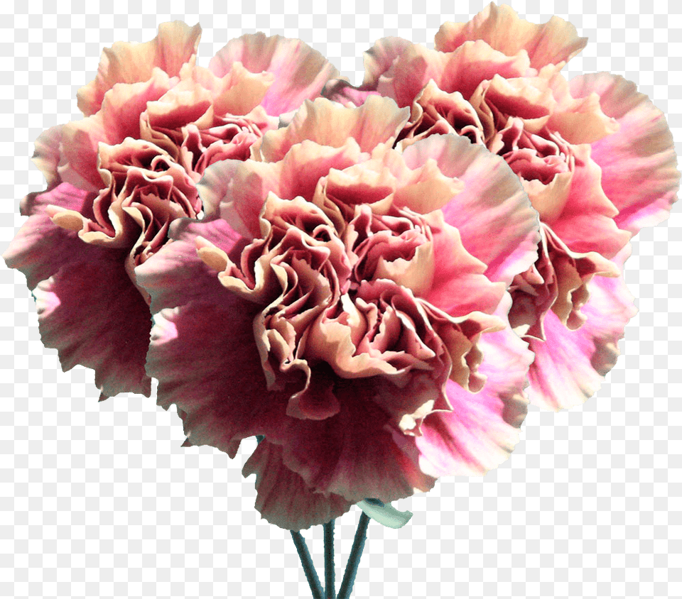 Carnation Flowers Cream Pink Carnations Bouquets Peony, Flower, Plant, Rose Free Png Download