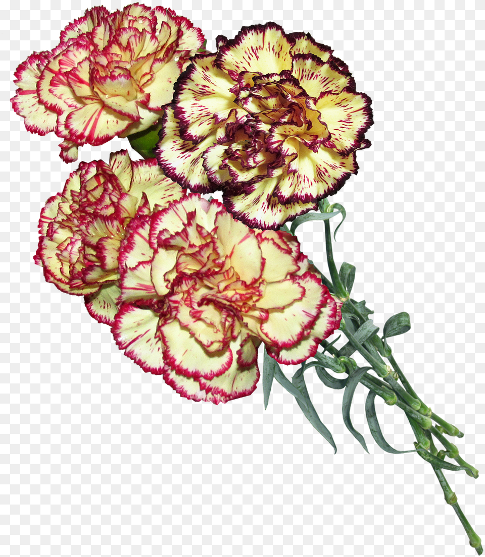 Carnation Flowers Cut Free Picture 9 Travnya Den Peremogi, Flower, Plant Png