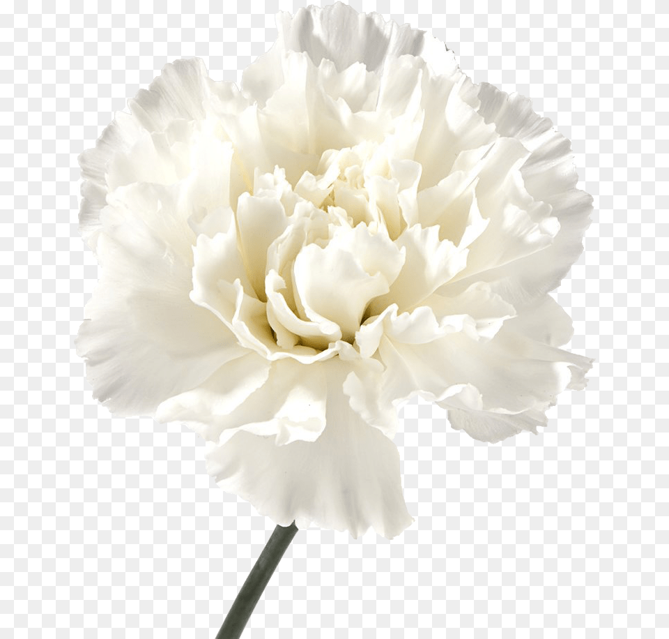 Carnation Flowers Image File White Scabiosa Cut Flower, Plant, Rose Free Transparent Png