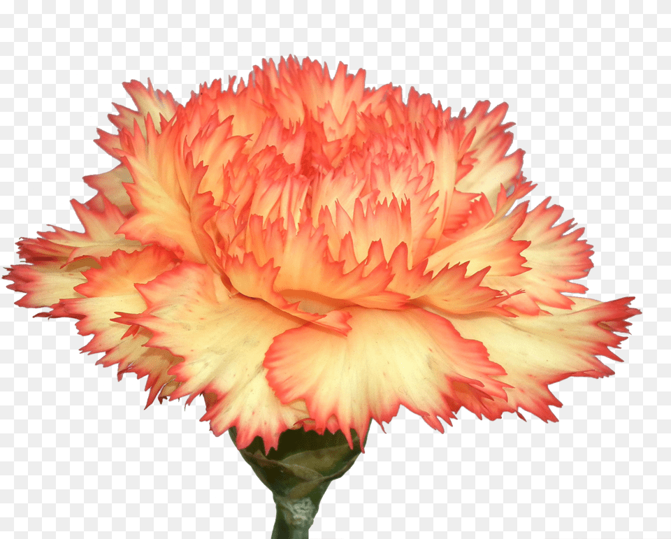 Carnation Flowers Photo Background Carnation Flower, Plant Free Png