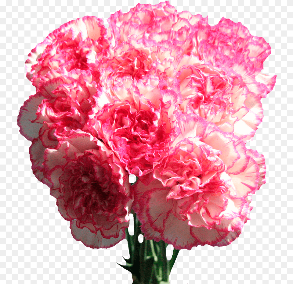 Carnation Flowers White With Pink Edges Next Day Delivery Carnation, Flower, Plant, Rose Free Png