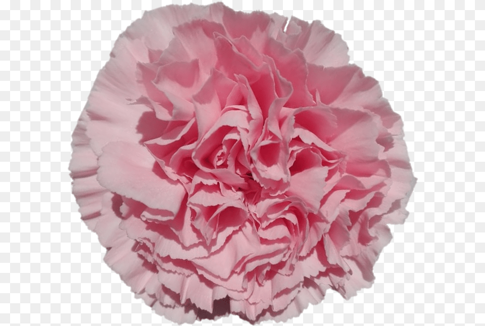 Carnation Girly, Flower, Plant, Rose Free Png Download