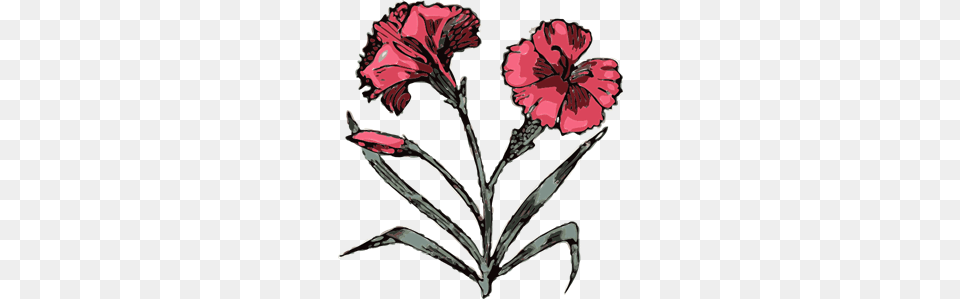 Carnation Illustration With Color Clip Arts For Web, Flower, Plant, Petal, Smoke Pipe Free Transparent Png