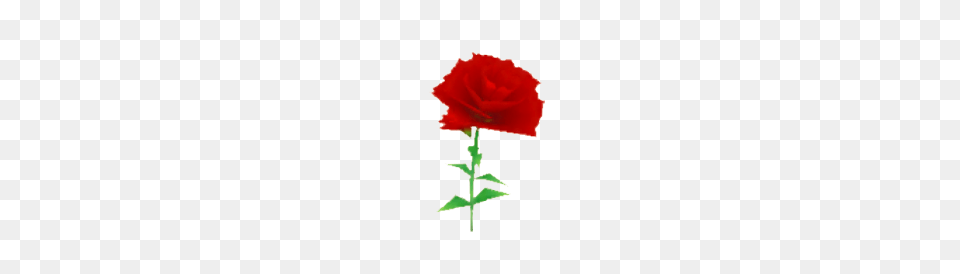 Carnation Flower, Plant, Rose Png Image