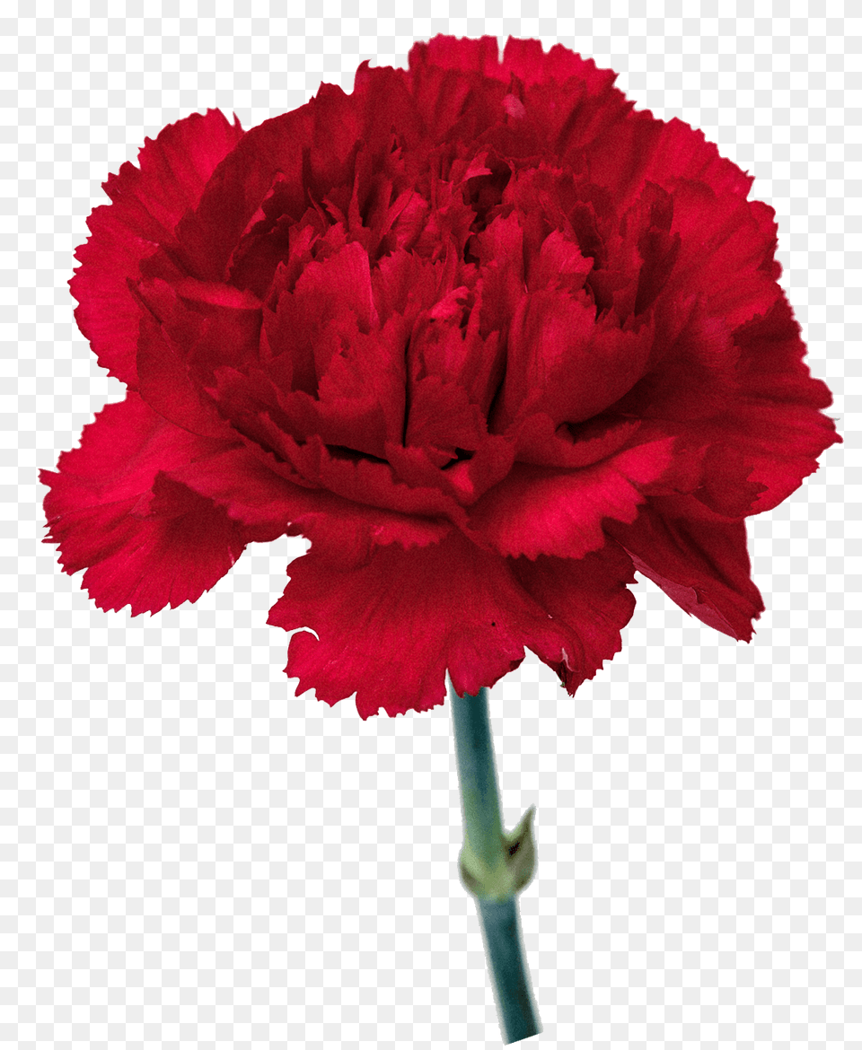 Carnation Images, Flower, Plant, Rose Png