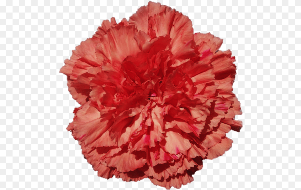 Carnation Lovely, Flower, Plant, Rose Free Png