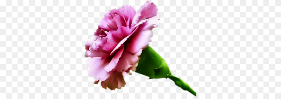 Carnation Pink Lg Carnation Flower, Plant, Person Png