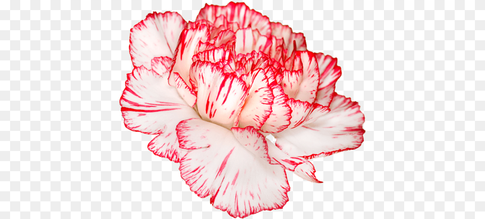 Carnation Red And White Flower, Plant, Rose Png Image