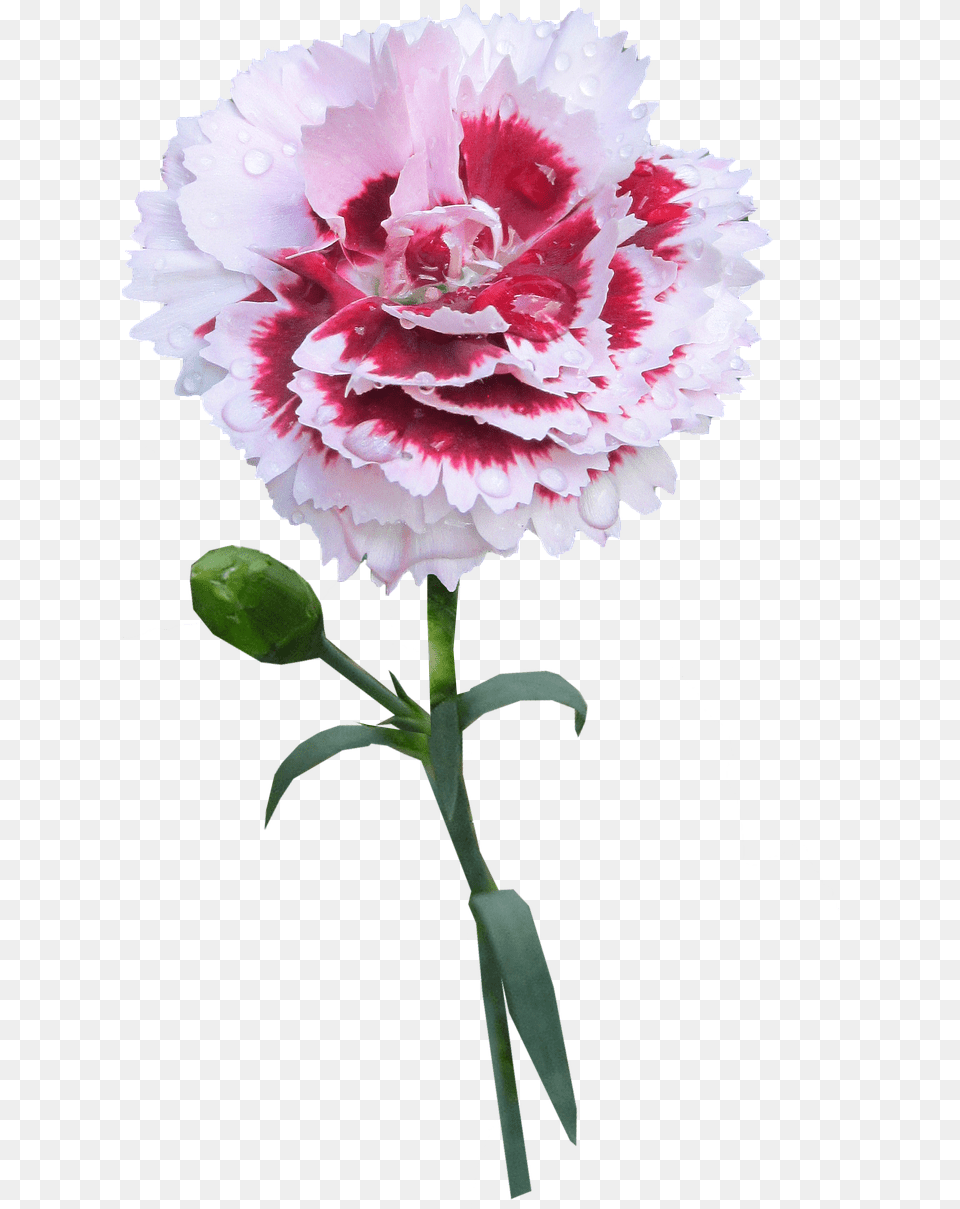 Carnation Stem Flower Picture Carnation With Stem Transparent Background, Plant, Rose Free Png
