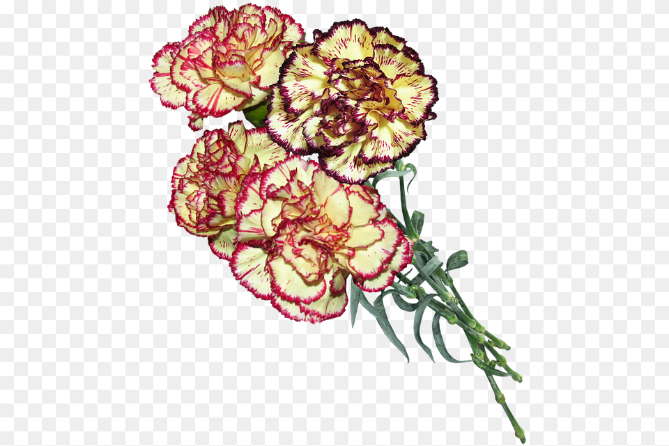 Carnation Striped Flowers Cut Photo On Pixabay 9, Flower, Plant Png Image