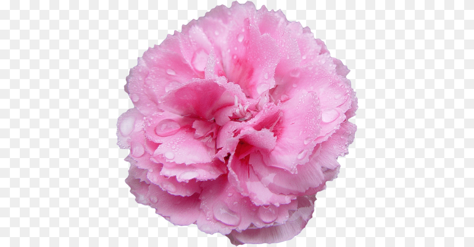 Carnation Transparent Pink Carnation Transparent, Flower, Plant, Rose Free Png Download