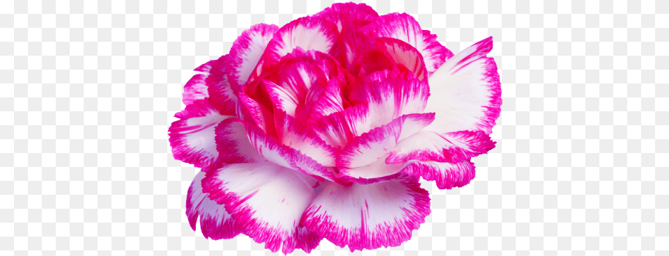 Carnation Transparent Tumblr Posts Carnations Background With Transparency, Flower, Plant, Rose Png Image
