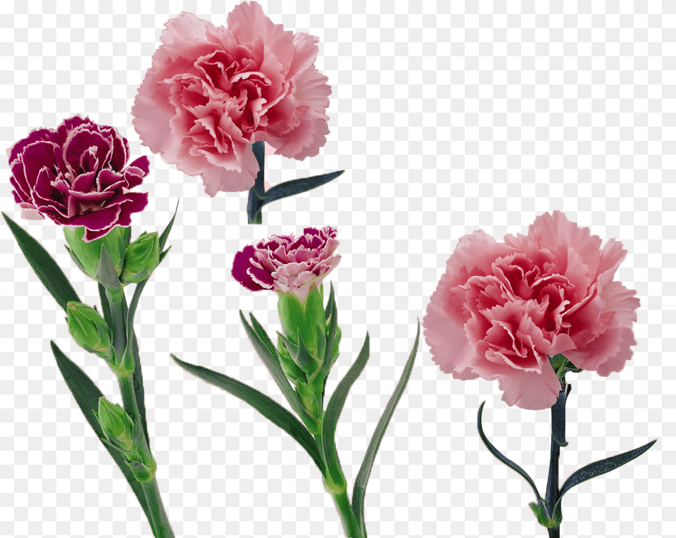 Carnation Vector Flower Huge Freebie For Powerpoint Vector Carnation, Plant, Rose Free Png Download