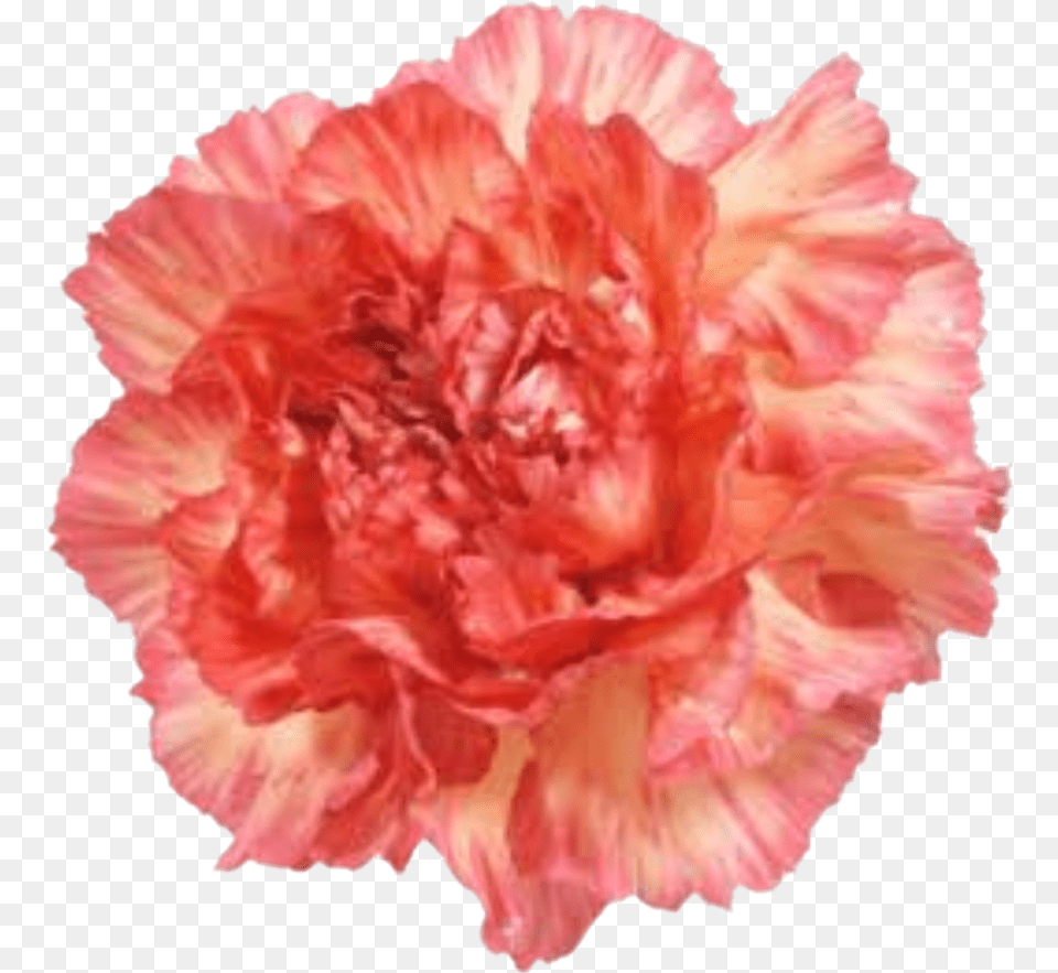 Carnationflower Carnation, Flower, Plant, Rose Png