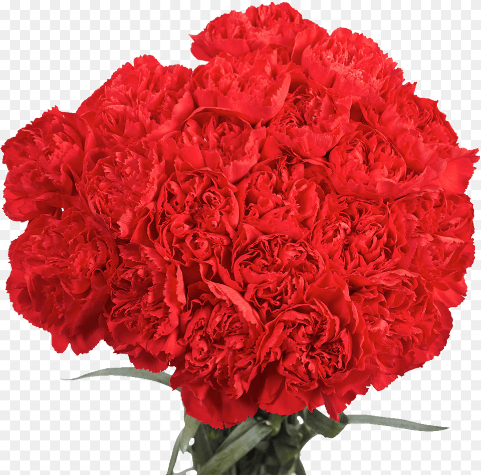 Carnations 100 Flowers Next Day Delivery All Red Carnation Bouquet, Flower, Plant, Rose Free Png Download