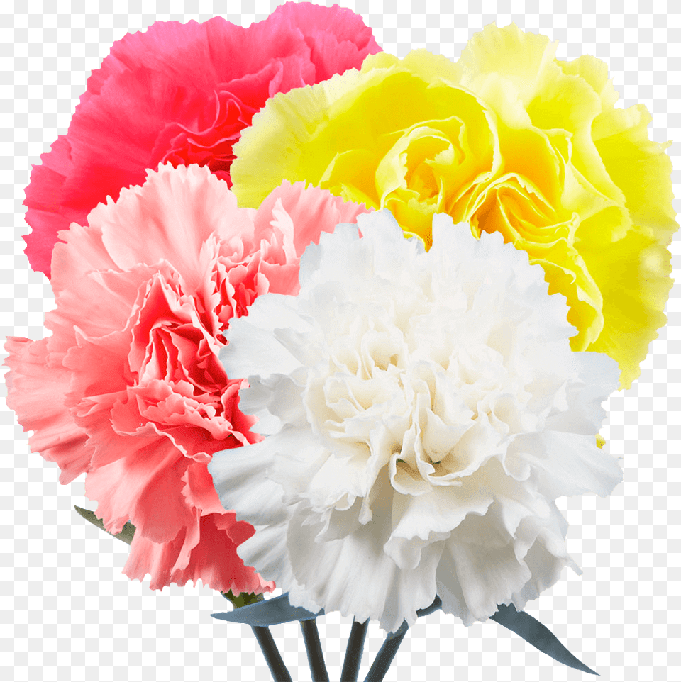 Carnations Flowers Choose Your Own Quantity And Color Lovely, Carnation, Flower, Plant, Rose Free Png