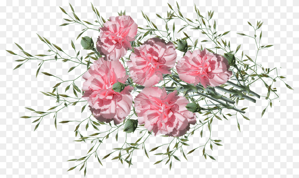 Carnations Flowers Nature Garden Plants Bouquet, Carnation, Flower, Plant, Rose Free Png