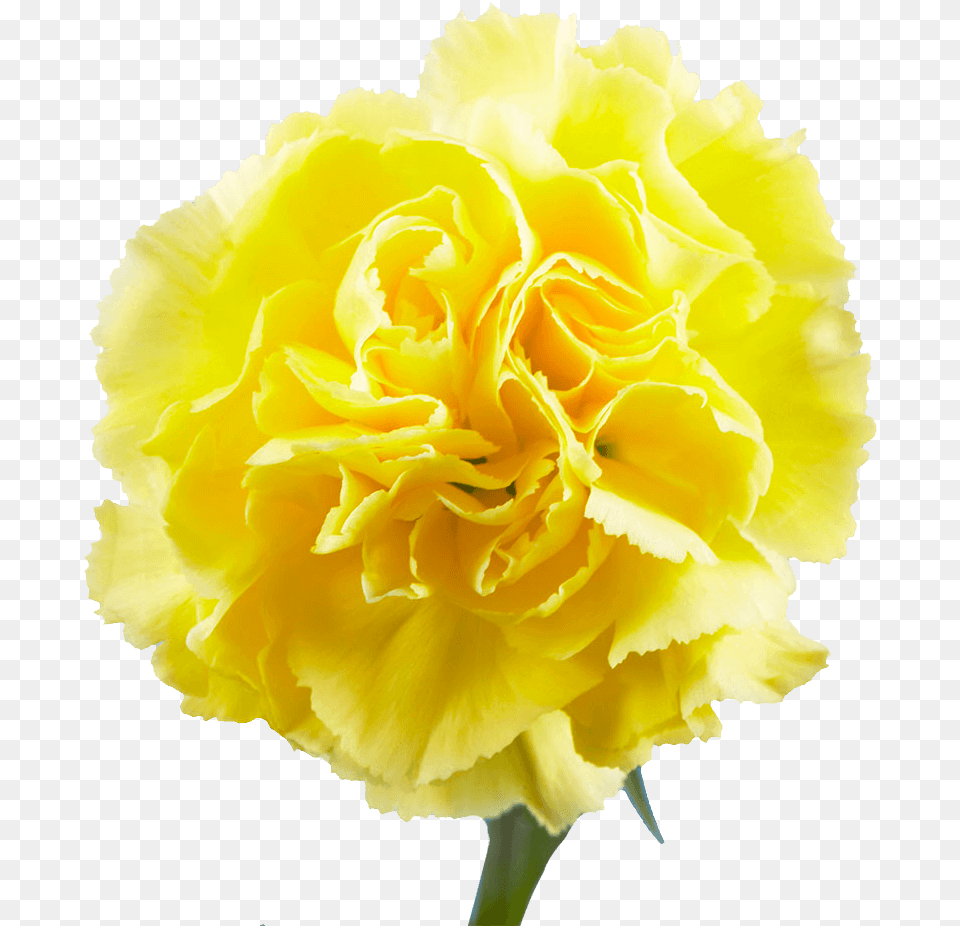 Carnations For Sale Begonia, Carnation, Flower, Plant, Rose Free Transparent Png