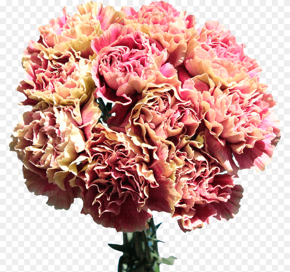 Carnations For Sale Cream With Pink Flowers Delivery Bouquet, Carnation, Flower, Plant, Rose Free Png