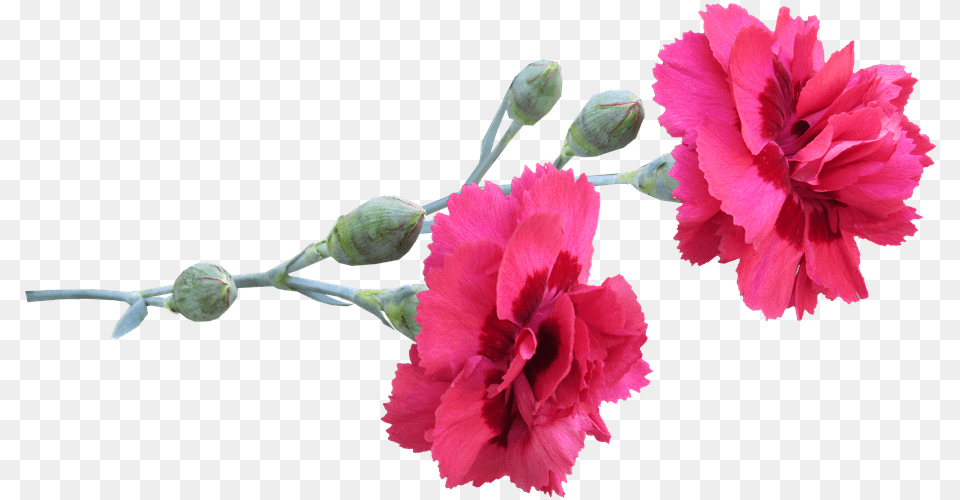 Carnations Red Flowers Carnetion Flowers Carnation, Flower, Plant, Rose Free Png Download