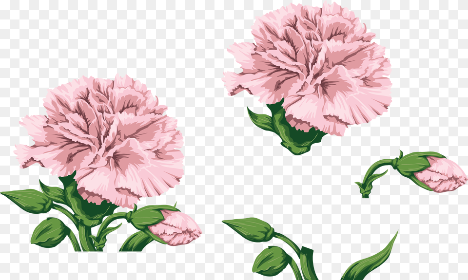 Carnations Watercolor Flowers Paint Hands Watercolor Pink Carnation, Flower, Plant, Rose Free Png Download