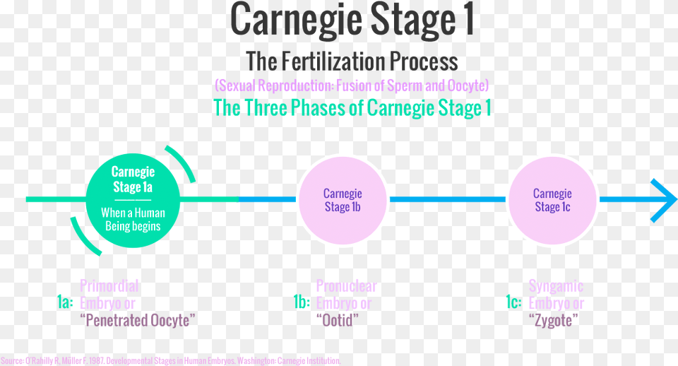 Carnegie Stages Of Human Embryonic Development, Nature, Night, Outdoors, Astronomy Free Transparent Png