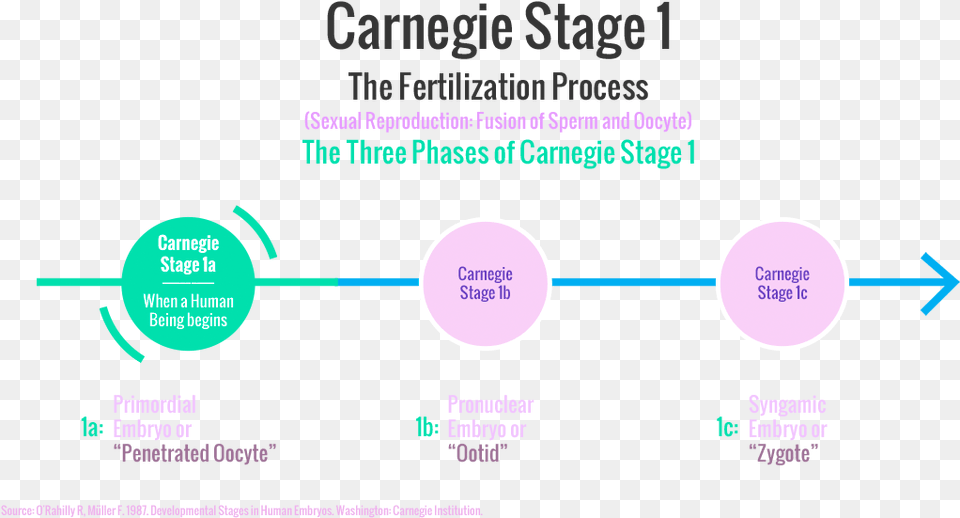 Carnegie Stages Of Human Embryonic Development Leed Regional Priority, Nature, Night, Outdoors, Astronomy Free Png