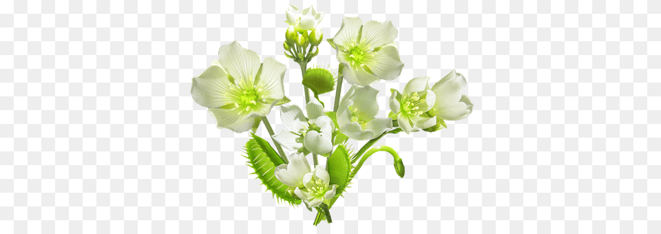 Carnivorous Plant, Flower Bouquet, Flower Arrangement, Flower Free Png