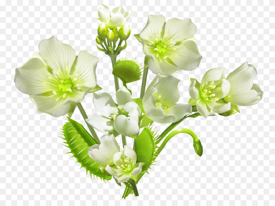 Carnivorous Anther, Plant, Flower, Flower Arrangement Free Transparent Png