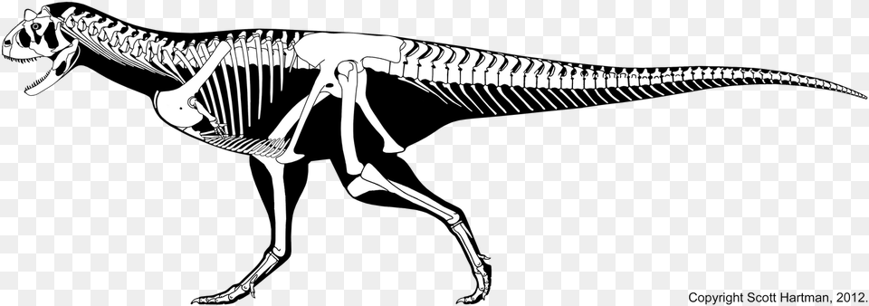 Carnotaurus Skelet Skeleton Of A Trex, Animal, Dinosaur, Reptile Png