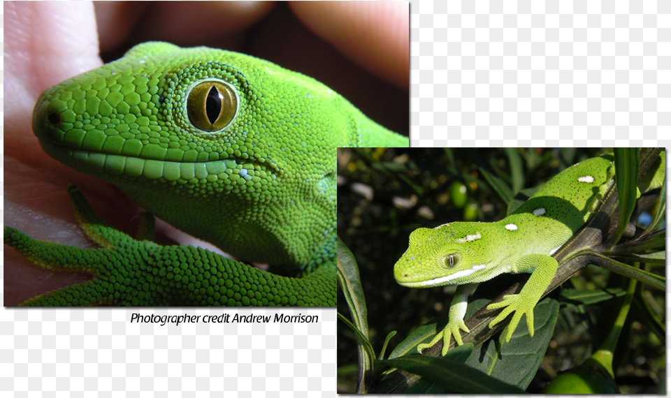 Carolina Anole, Animal, Gecko, Lizard, Reptile Free Png