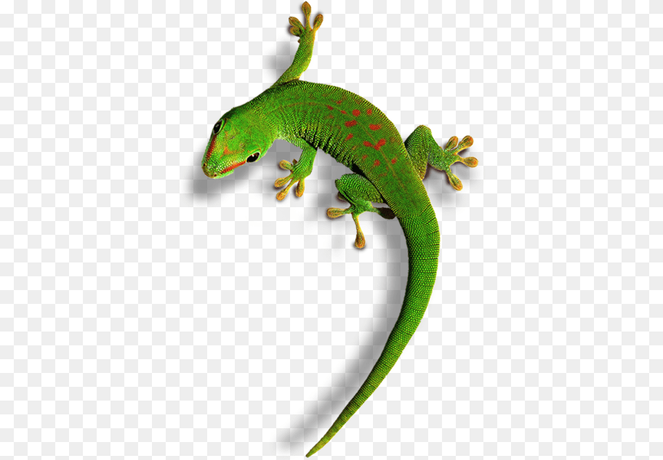 Carolina Anole Lizard Background, Animal, Gecko, Reptile, Green Lizard Free Transparent Png