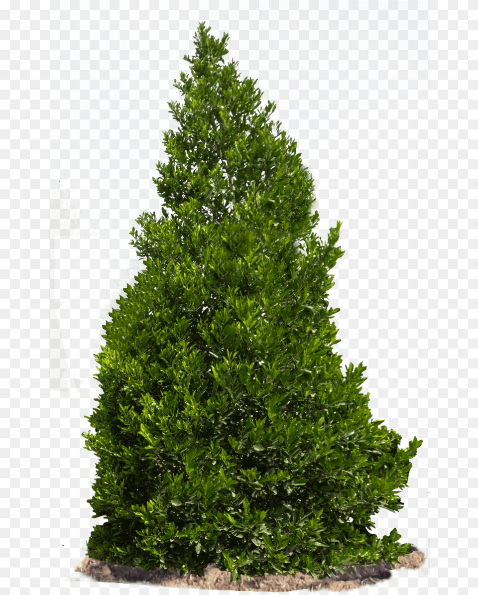 Carolina Cherry Shrups, Conifer, Fir, Plant, Tree Free Transparent Png