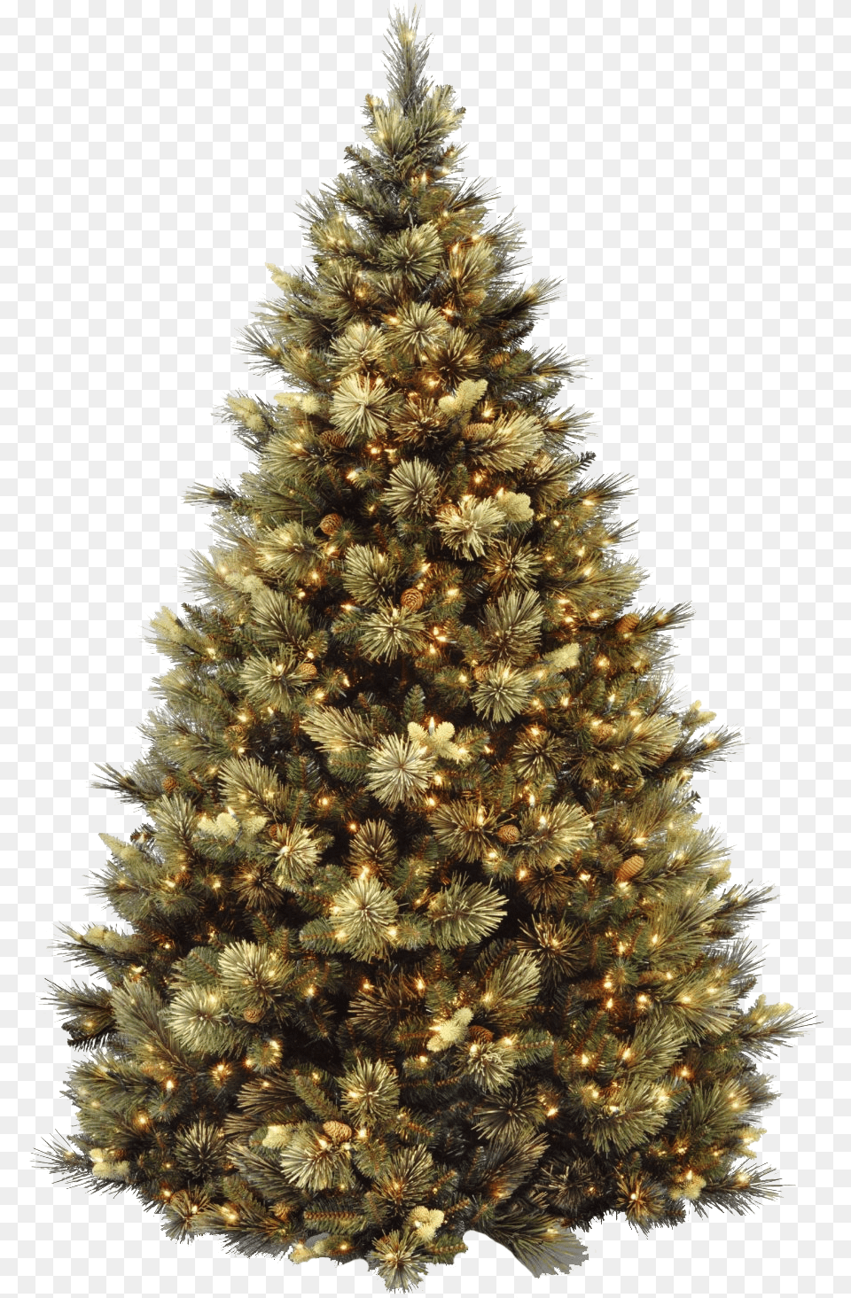 Carolina Pine Christmas Tree, Plant, Christmas Decorations, Festival, Christmas Tree Free Png Download