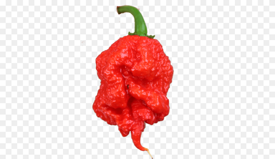 Carolina Reaper, Bell Pepper, Food, Pepper, Plant Png Image