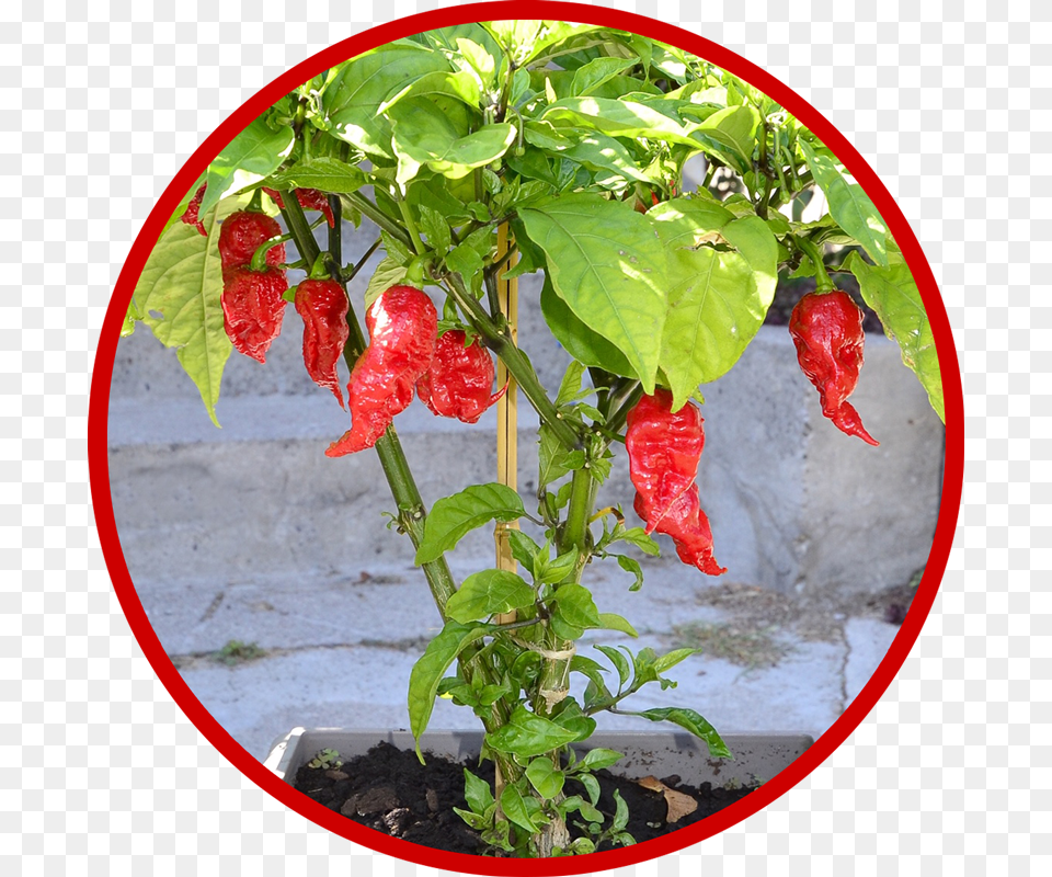 Carolina Reaper Reaper Pepper, Plant, Food, Produce, Vegetable Free Transparent Png
