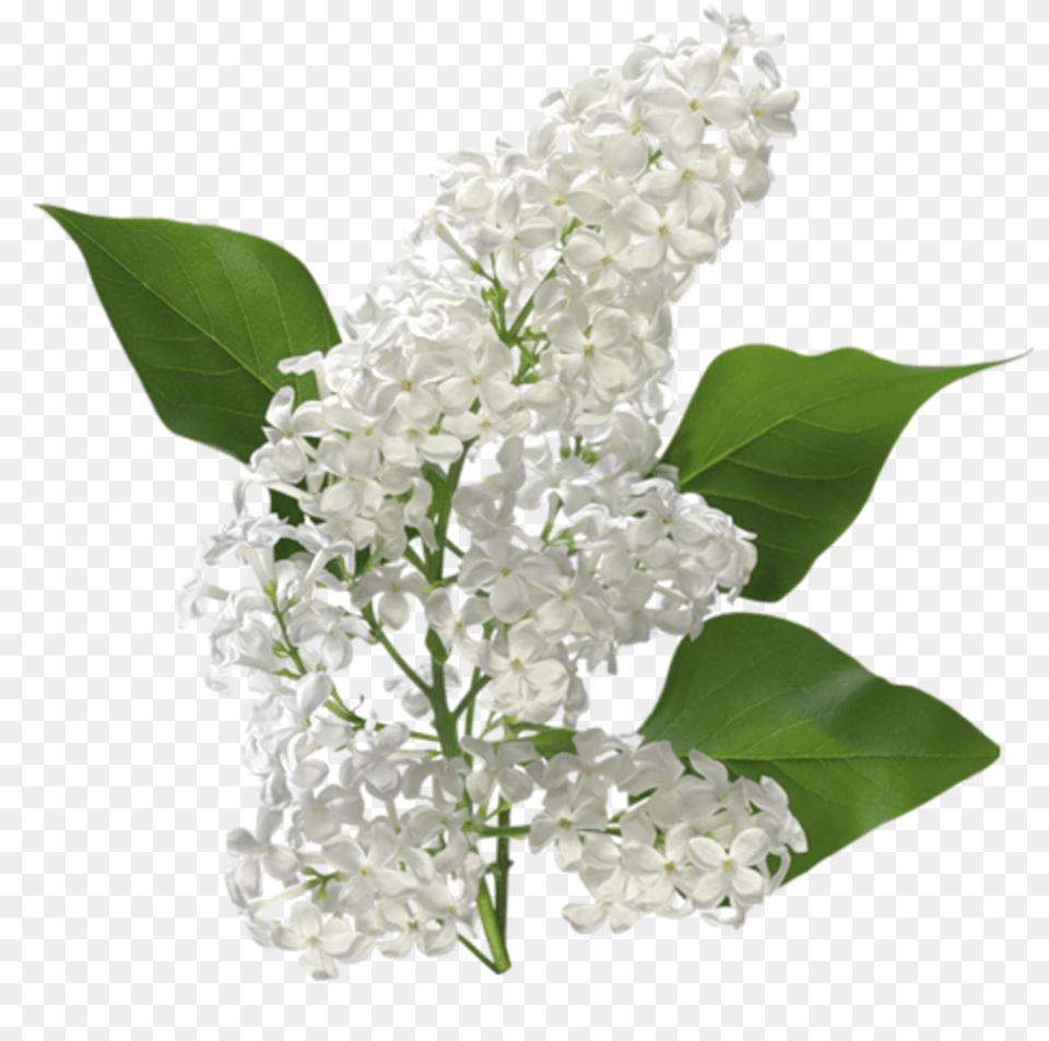Carolineblue Magnolia Nap Decoupage White Lilac Flower, Plant Free Png