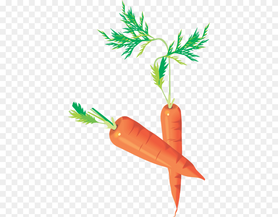 Carottes Carrots Drawing Zanahorias Mhren Baby Carrot, Food, Plant, Produce, Vegetable Png